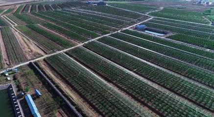 堅持走農產品品牌化道路，大連大櫻桃產業助推鄉村振興